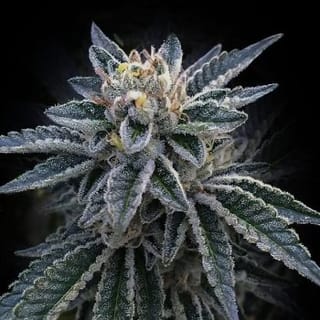 3Peat Feminised Seeds-DNA-3PEA-FEM