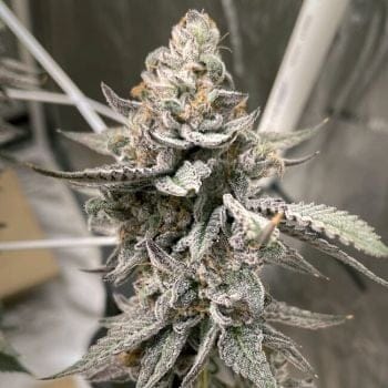 Beaver Cookies Feminised Seeds-LV8-BC-FEM