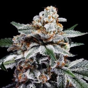 Canelo Auto Feminised Seeds-DNA-CANE-AUTO-FEM
