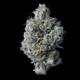 Challah Cake Feminised Seeds-DNA-CHCA-FEM
