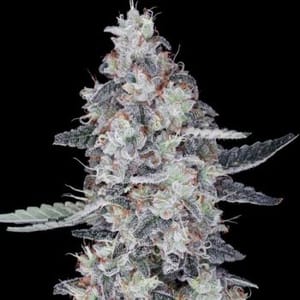 CheMACal Romance Auto Feminised Seeds-DNA-CHRO-AUTO-FEM