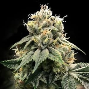 Chocolate Truffle Shuffle (C.T.S.) Feminised Seeds-DNA-CTS-FEM