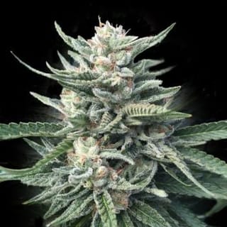 Chocolope 256 Feminised Seeds-DNA-CH256-FEM