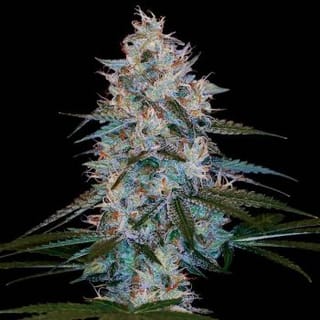 Chocolope Kush Regular Seeds-DNA-CHOCKU-REG