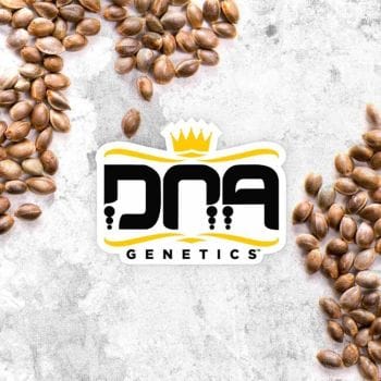 DNA Genetics Feminised Mix Pack-DNA-MIX-FEM
