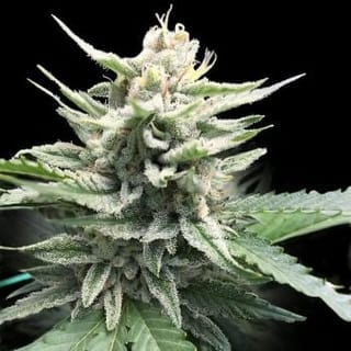 Honey Banana S1 Feminised Seeds-DNA-HOBAS1-FEM