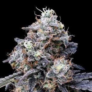 MacMelon Auto Feminised Seeds-DNA-MACME-AUTO-FEM