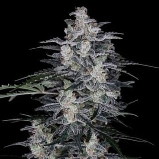 MacNana Auto Feminised Seeds-DNA-MACNA-AUTO-FEM