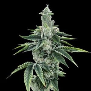 Recon 2.0 Feminised Seeds-DNA-REC2-FEM