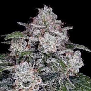 Return of the Mac Auto Feminised Seeds-DNA-ROTM-AUTO-FEM