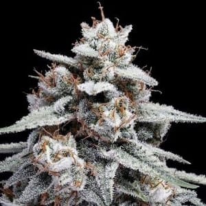 Skywalker Kush Auto Feminized Seeds-DNA-SKYWK-AUTO-FEM