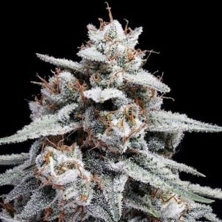 Skywalker Kush Auto Feminisiert Saatgut-DNA-SKYWK-AUTO-FEM