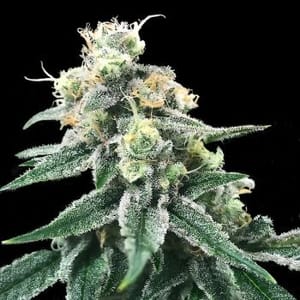 Swiss Miss Feminised Seeds-DNA-SWMI-FEM