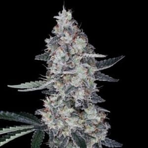 Watermelon Man Auto Feminized Seeds-DNA-WAMA-AUTO-FEM