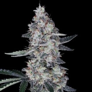 Watermelon Man Auto Feminised Seeds-DNA-WAMA-AUTO-FEM