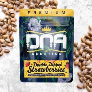 Double Dipped Strawberries Feminised Seeds-DNA-DODS-FEM