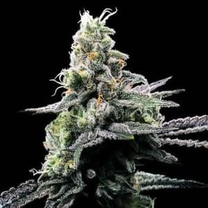 Purple Chocolope Feminised Seeds-DNA-PUCH-FEM