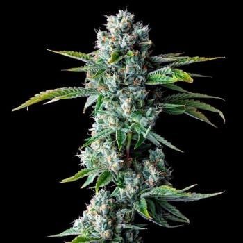 Skywalker Kush Regular Seeds-DNA-SKYWK-REG