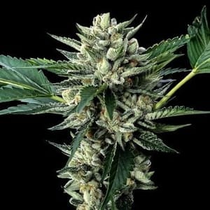 Sour Garlic x Honey Banana Feminised Seeds-DNA-SGHB-FEM