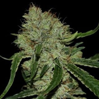 Tangielope Kush Regular Seeds-DNA-TAKU-REG
