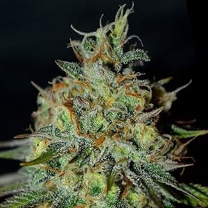 Picante Feminised Seeds-G13L-PIC-FEM