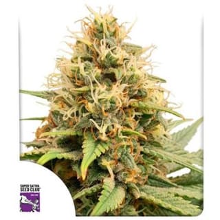 Crystal White Kush Feminised Seeds-SSSC-CRWHK-FEM