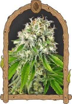 Exotic Runtz Feminised Seeds-EXO-EXORUN-FEM