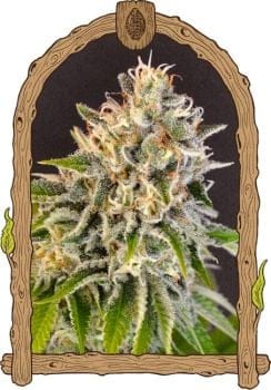 Exotic Biscotti Feminised Seeds-EXO-EXOBISC-FEM