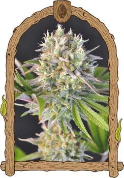 Malawi White Truffle Feminised Seeds-EXO-MWT-FEM