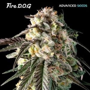 Fire DOG Feminised Seeds-ADV-FD-FEM