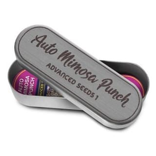 Mimosa Punch Auto Feminisiert Saatgut-ADV-MIMP-AUTO-FEM