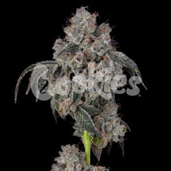 Blueberry Cherries Feminised Seeds-COOK-BLCH-FEM