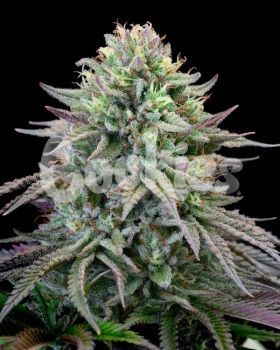 Cherry Cooks Feminised Seeds-COOK-CHCO-FEM