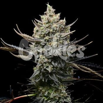 Corn Syrup Feminised Seeds-COOK-COSY-FEM