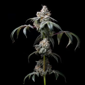 Dirty Diana Feminised Seeds-COOK-DIDI-FEM