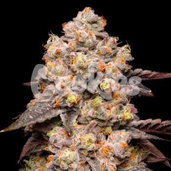 Dried Fruit Feminised Seeds-COOK-DRFR-FEM