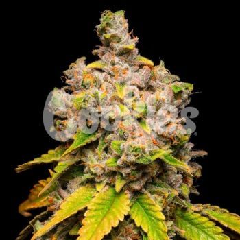 Lemon Cherry Sherb Feminised Seeds-COOK-LECS-FEM