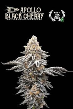 Apollo Black Cherry Feminised Seeds-SEST-APBC-FEM