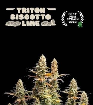 Triton Biscotto Lime Feminised Seeds-SEST-TRBI-FEM