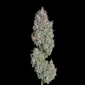 Easy Button Auto Feminised Seeds-HAVG-EABU-AUTO-FEM