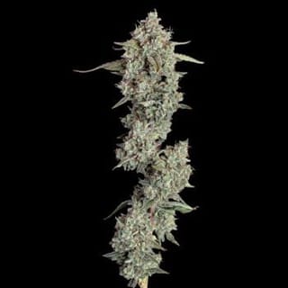 Everglades OG Auto Feminized Seeds-HAVG-EVOG-AUTO-FEM