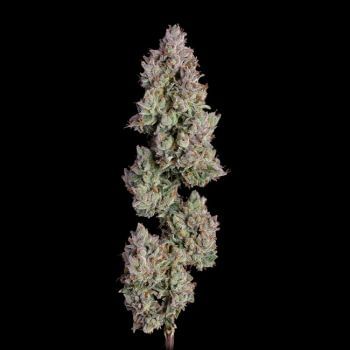 Oh My Thai Auto Feminised Seeds-HAVG-OHMT-AUTO-FEM