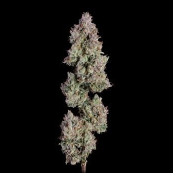 Oh My Thai Auto Feminised Seeds-HAVG-OHMT-AUTO-FEM