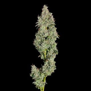 Pineapple Daddy Auto Feminized Seeds-HAVG-PIDAD-AUTO-FEM