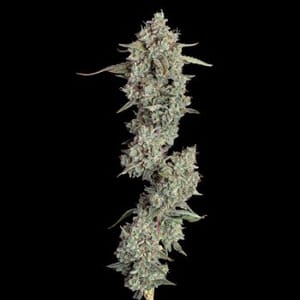 Pineapple Diesel Auto Feminised Seeds-HAVG-PIDIE-AUTO-FEM