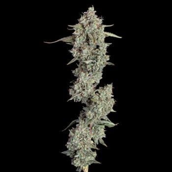 Pineapple Diesel Auto Feminised Seeds-HAVG-PIDIE-AUTO-FEM
