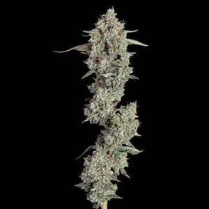 Pineapple Diesel Auto Feminised Seeds-HAVG-PIDIE-AUTO-FEM