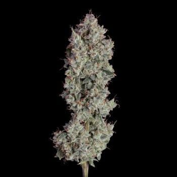Shortcut Auto Feminised Seeds-HAVG-SHOR-AUTO-FEM