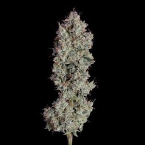 Shortcut Auto Feminised Seeds-HAVG-SHOR-AUTO-FEM