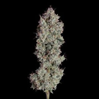 Shortcut Auto Feminized Seeds-HAVG-SHOR-AUTO-FEM